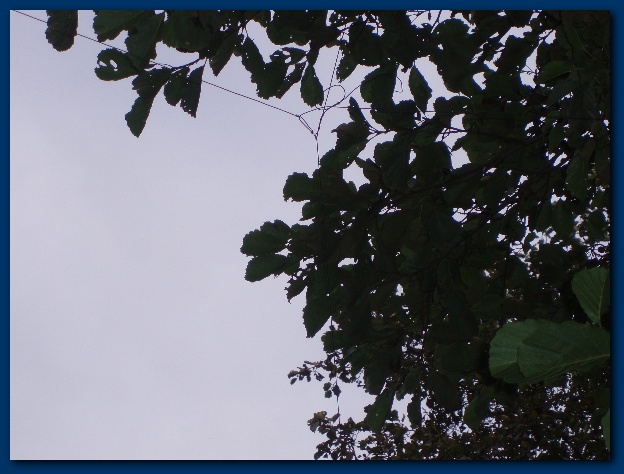 600x449 pixels (106K)